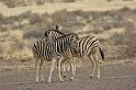 034 Fish River Canyon, zebra's